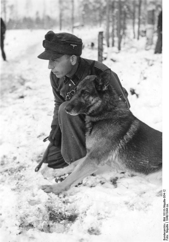 Bundesarchiv_Bild_101III-Niquille-054-12,_Norwegen,_Hundeausbildung.jpg