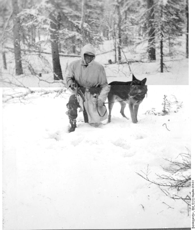 Bundesarchiv_Bild_101III-Niquille-054-01,_Norwegen,_Hundeausbildung.jpg