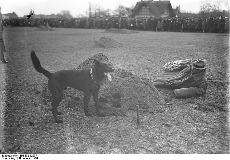 Berlin, Ausbildung von Polizeihunden